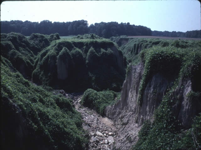 Loess canyon on Crowleys Ridge