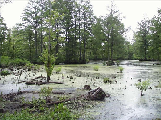 swamp that was created after land subsidence after an earthquake