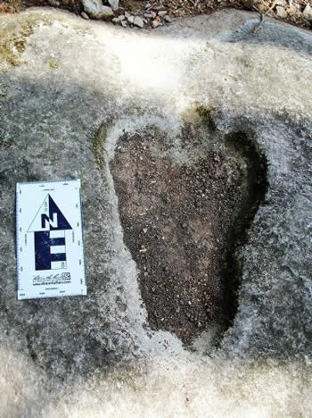 dinosaur footprint likeness in limestone