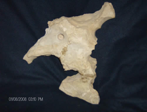Limestone appears like dinosaur bone