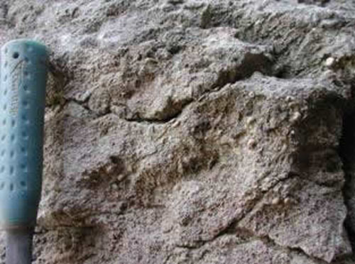 crinoids in Fernvale Limestone