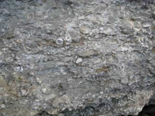 Fossiliferous Limestone